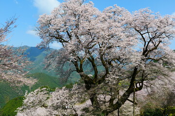 Naklejka premium ひょうたん桜公園。仁淀川、高知、日本。３月下旬。