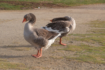 Greylag geese on the bank of a river - 696282145