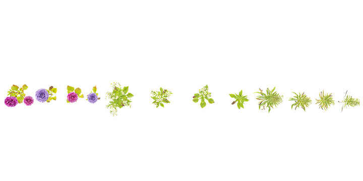 set of Conyza,Erigeron,Aster flowers trees rendered from the top view, 3D illustration, for digital composition, illustration, 2D plans, architecture visualization