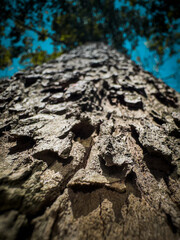 A Detailed View of a Tree Bark Under the Blue Sky