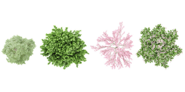 Bucida Buceras,Buxus Serpenvirnes,Cassia Bakeriana,Catharantus Rosea flower plants from the top view isolated white background
