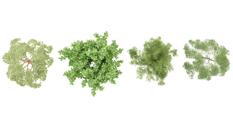Obraz premium Dombeya Seminole,Eucaliptus Gunni,Ficus Microcarpa,Forest colour Trees top view on white background