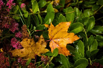 Fallen colourful leaves in the autumn