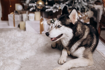 Purebred black and white siberian husky sitting on the carpet, Christmas Tree New Year decorations toys balls decorated interior holiday vacation atmosphere gifts presents garlands
