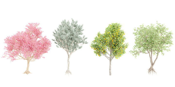 Seasonal Chorisia Speciosa,Citrus Sinensyscolors,Clusia Rosea,Conocarpus Erectus trees cutout backgrounds 3d rendering png