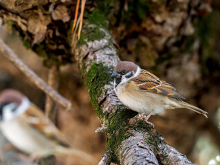 木の枝にとまるスズメ