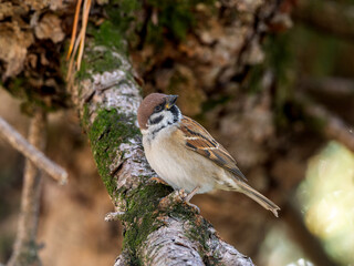 木の枝にとまるスズメ