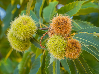 Nahaufnahme von Früchten der Edelkastanie (Castanea sativa) an einem kleinen Zweig. Die Maronen befinden sich in ihren stacheligen Fruchthüllen. 