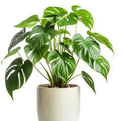 Philodendron plant in transparent PNG format
