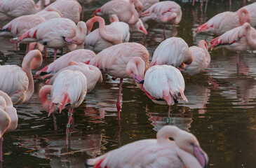Flamingos of Schönbrunn