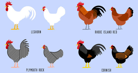 ニワトリ4品種のベクターイラスト