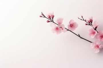 Fototapeta na wymiar Delicate cherry blossoms on gentle pink gradient background, ideal for springtime greeting cards