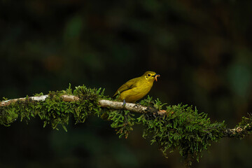 Yellow Browed Bulbul with insect kill and beautiful background suited as wallpaper.
