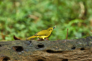Yellow Browed Bulbul with insect kill and beautiful background suited as wallpaper.