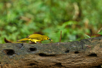Yellow Browed Bulbul with insect kill and beautiful background suited as wallpaper.
