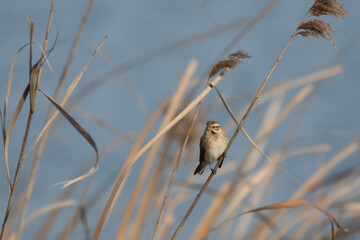Reed Bunting
