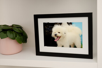 photo of the pet. a photo of a white dog in a frame stands on the chest of drawers, a flower in a pot. love concept