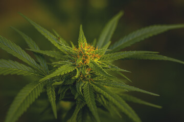 Flower bud of a marijuana plant close-up with visible orange hairs and green leaves in late flowering stage.