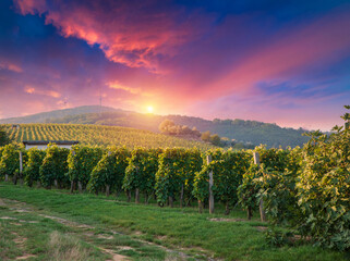 Naklejka premium Red wine with barrel on vineyard in green Tuscany, Italy. High quality photo