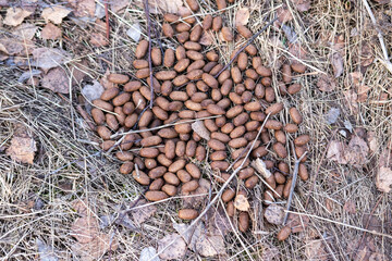 Moose poop lying on the ground in withered grass and straw 