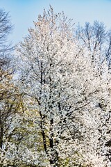 blooming tree in spring with white flowers and blue sky, nature series