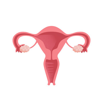 Uterus. Women Health. Female reproductive system, cycle. Human anatomy. Diagram of the location of the organs of the uterus, cervix, ovaries, fallopian tubes. Vector illustration in flat style.