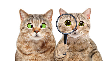 Portrait of two cats with vision problems isolated on white background