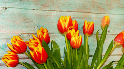 red and yellow tulips lie close below on a blue wooden background. bouquet . copy space. Happy holiday. postcard. poster calendar. spring time