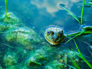 Frog in the water close-up on a summer day.