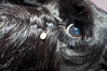 Close up, a small tick sits on the nose near the eye of a black miniature schnauzer. parasite....