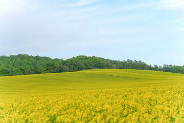 安平町の菜の花畑