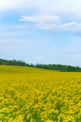 安平町の菜の花畑