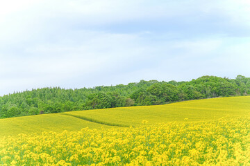 Fototapeta premium 安平町の菜の花畑