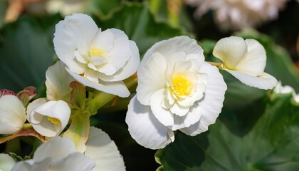 Close-up of Begonia flower blooming in the garden