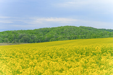 安平町の菜の花畑