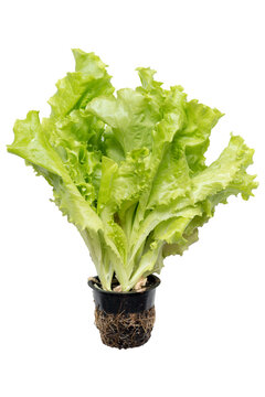 fresh green Lattuce