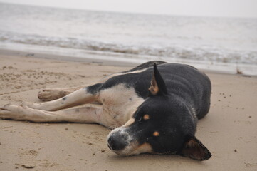 Dog sleeping on the seabeach