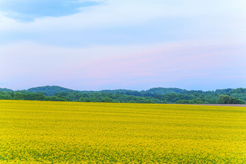 Fototapeta premium 安平町の菜の花畑