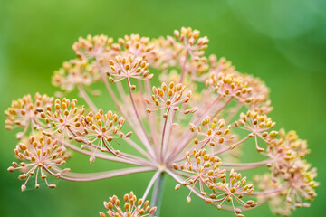 Close-up of ripe dill seeds on the dried plant.
