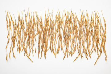 Some rice ears are arranged on a white background. Ears isolated on white.	