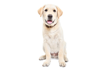 Cute Labrador puppy, looking at camera, isolated on white background