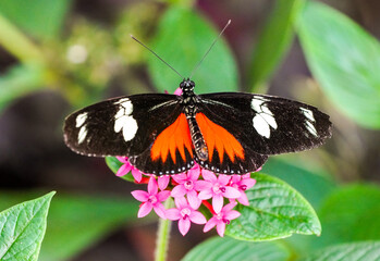 Fototapeta na wymiar Orange black butterfly on a plant. Close-up of the insect. 