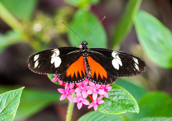 Orange black butterfly on a plant. Close-up of the insect.

