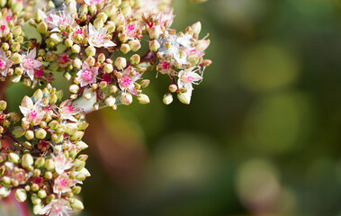 Stonecrop flowers. Flowering plant close-up. Sedum.
