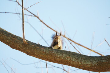 木の枝に登る冬のエゾリス