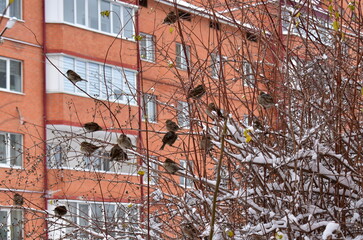 a flock of sparrows on the branches of a tree in a residential area of the city on a winter day