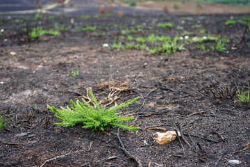 Small plants recovering from a wild fire in the United Kingdom