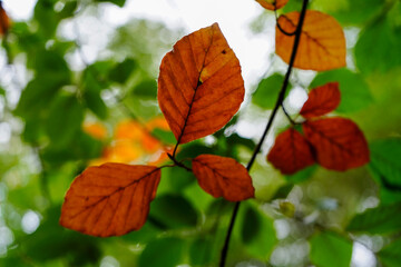 Close up of leaves changing colour in the autumn fall