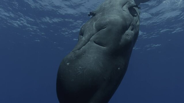 Sprem whale dances in front of the camera, turns, close-up on its eye