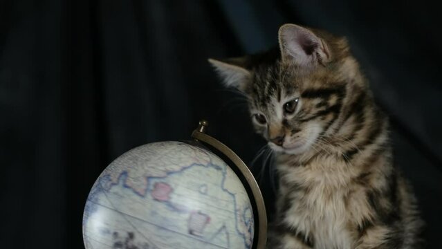 Funny cat sits next to a globe in virtual style. The kitten yawns and bites the hump, the hand spins the globe. learning and travel concept. Funny pets, 4k